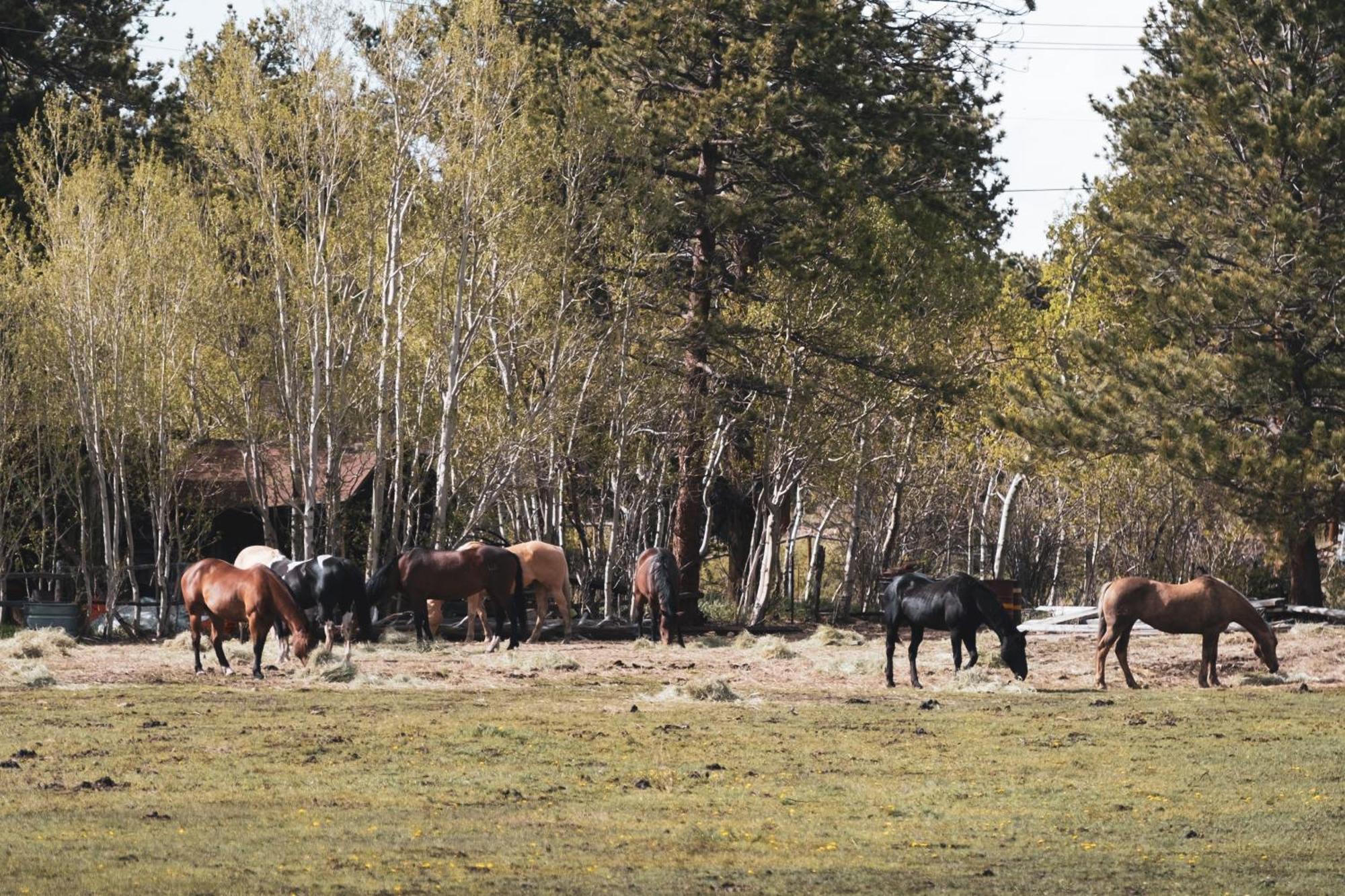 The Meeker Park Lodge Allenspark Bagian luar foto